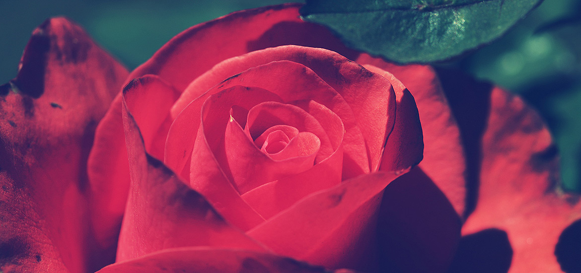 真正解决问题的cc网页端